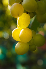 Grapes on the vine with green leaves at sunset