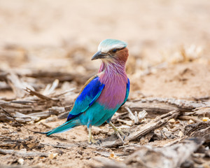 Lilac-breasted Roller