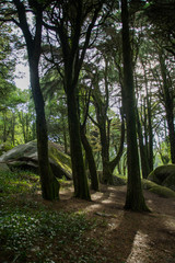 Fototapete bei efototapeten.de bestellen   