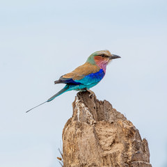 Lilac-breasted Roller
