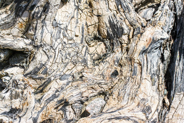 driftwood background