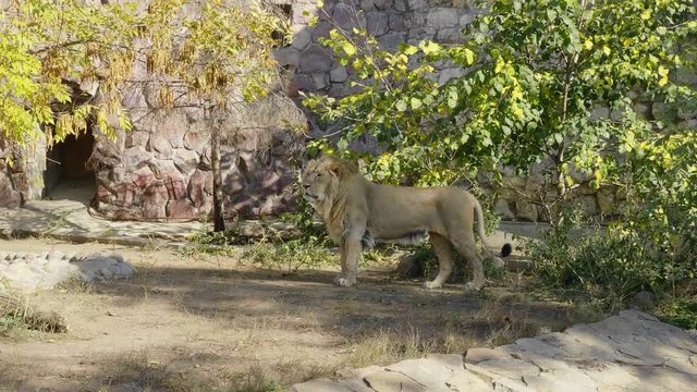 Regal male lion walking through the jungle.