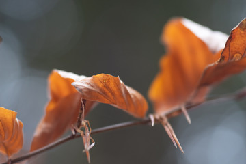 Makro Natur Herbst © jgalahad