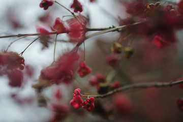 Makro Natur Herbst