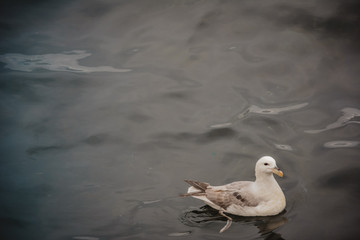 Seagull swimming in the sea on a summer overcast day, one bird, blue water, Iceland.