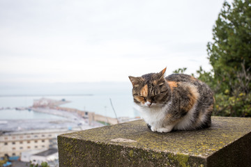 Grey and brown cat sitting, at background the piers and harbour of Ancona Marche Italy.