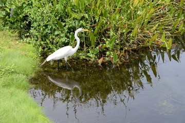 Egret