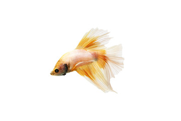 Fototapeta premium Betta fish on a white background