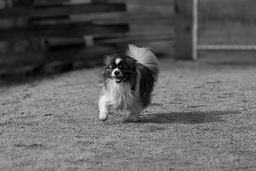 pekingese