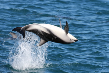 Obraz premium Dolphin jumping high