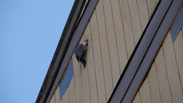 Woodpecker hammers hole in building. 