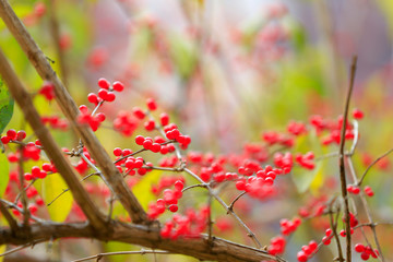 Amur honeysuckle fruit