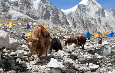Caravan of Yaks in Everest base camp, Nepal himalayas