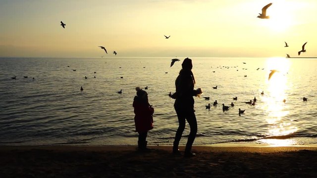 People feed seagulls on the seashore. Slow motion.