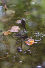 frog in nature 