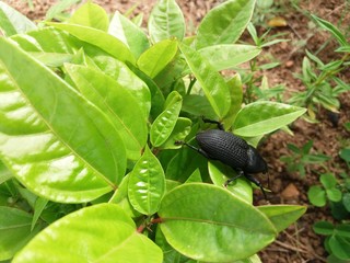 Besouro da fauna brasileira 