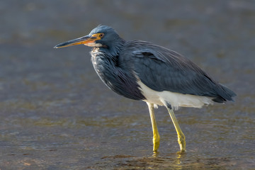 Tri-Colored Heron wading in water