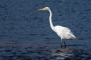 Great Egret wading in lake