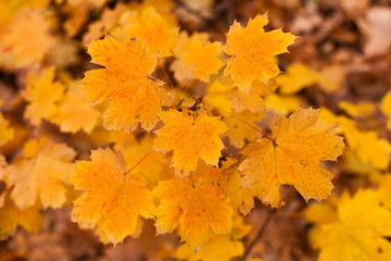 Naklejka na ściany i meble Dry leaves, beautiful colors of autumn