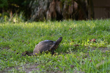 Turtle