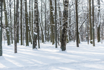 Winter landscape in forest with pines after snowfall