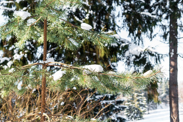 Branch of spruce covered with fluffy snow in a winter coniferous forest