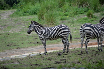 Zebras