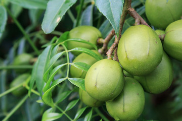Ambarella fruits (Spondias dulcis), also known as June Plum, no Brazil 