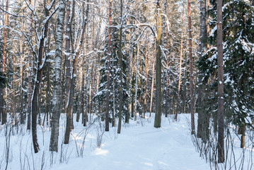 Trees and alley in the park during a snowfall