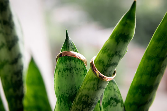 golden rings on green leaves