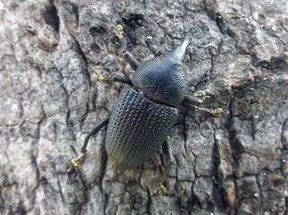 Besouro da fauna brasileira 