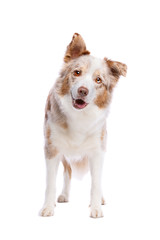 border collie dog