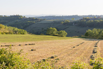 Green cultivated land in the low sabina