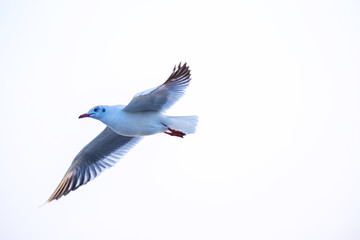 Seagull, the birds migrate from Siberia to Bangpu Samutprakhan Thailand, are feeded by traveler during sunset. fly over the sea and eating on the water surface.
