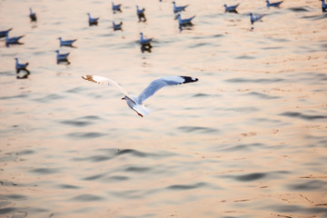 Seagull, the birds migrate from Siberia to Bangpu Samutprakhan Thailand, are feeded by traveler during sunset. fly over the sea and eating on the water surface.