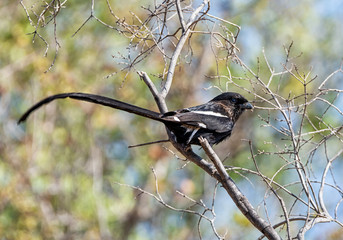 Magpie Shrike