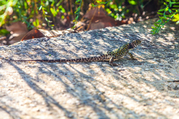 Cellated lizard sunbathing