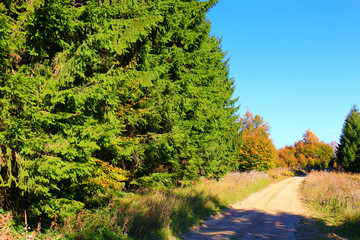 Fototapeta na wymiar Earth road in the autumn forest