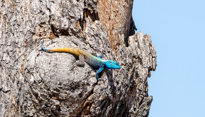 Male Tree Agama