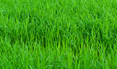 green field background rice plant growing on field nature