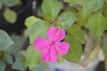 flor rosada