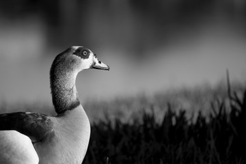 duck