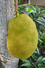 Jackfruits on tree tropical fruit in garden