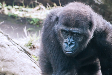 Obraz premium A close portrait of Western Lowland Gorilla 