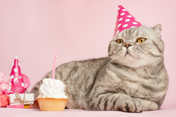 Happy cat or kitty in a festive cap and cupcake celebrates birthday