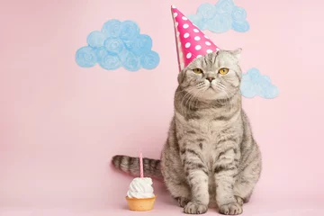 Fotobehang Vrolijke kat, verjaardag. Banner, jubileum of feestdag © Anton