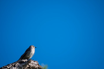 bird