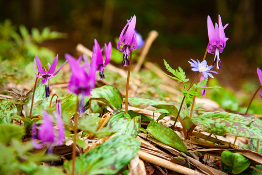 片栗 Photos Royalty Free Images Graphics Vectors Videos Adobe Stock