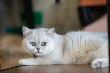 Obraz premium White cat lying on the floor in the room.