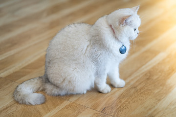 The white-gray cat sits wonderfully on the floor in the room.